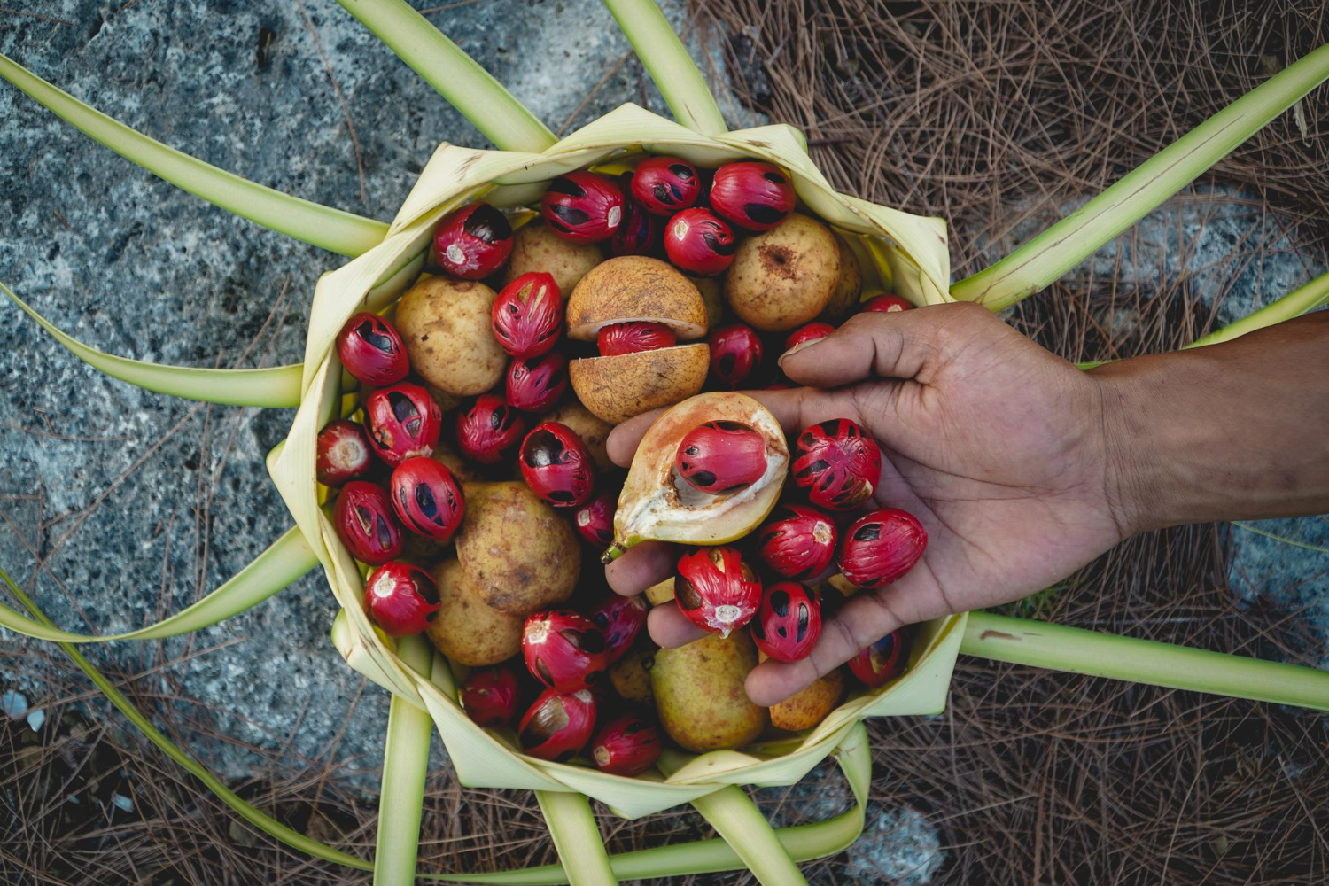 Cultivo de material botánico en la región andina