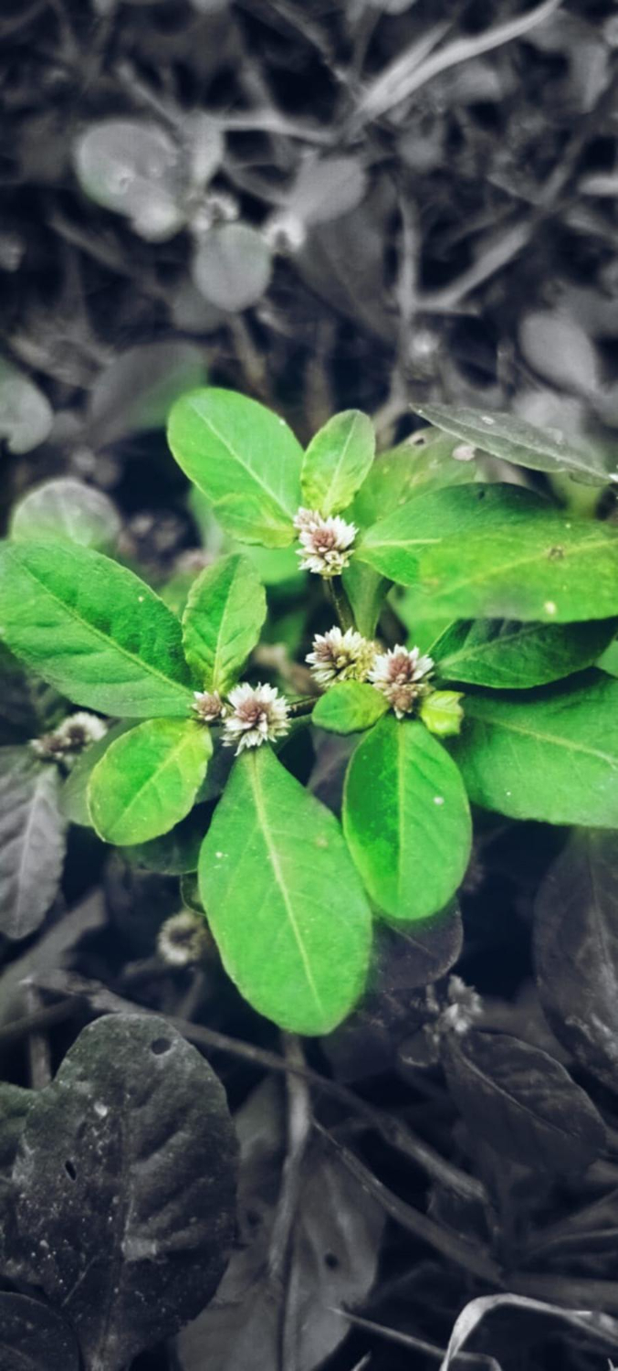 Materias primas vegetales