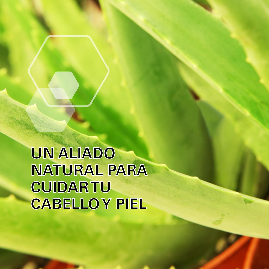 El Poder del Extracto de Aloe Vera: Un Aliado Natural para Cuidar tu Cabello y Piel