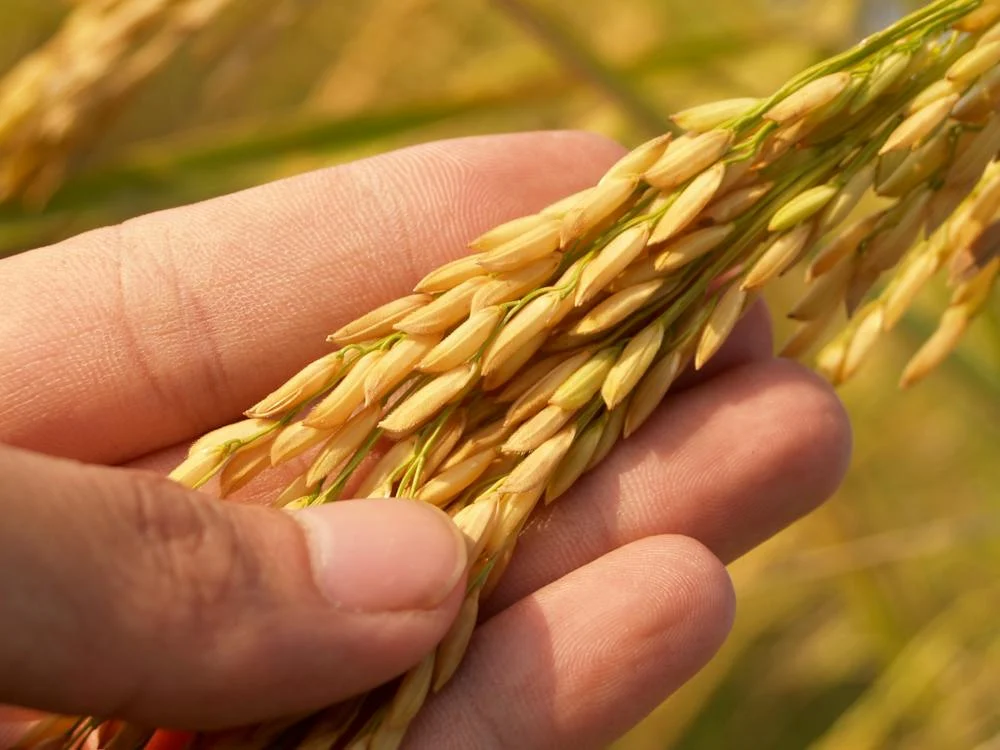 Riqueza en Granos: Explorando las Maravillas del Fitoextracto de Arroz para Piel y Cabello